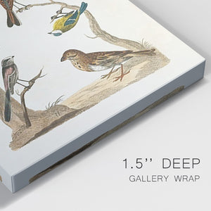 Antique Birds in Nature II Premium Gallery Wrapped Canvas - Ready to Hang