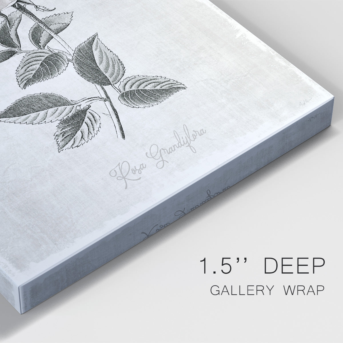 Vintage Botanical II Premium Gallery Wrapped Canvas - Ready to Hang