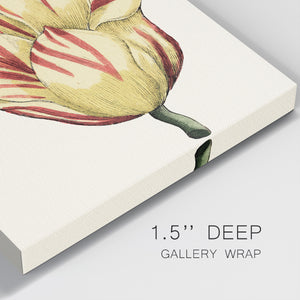 Tulip Garden III-Premium Gallery Wrapped Canvas - Ready to Hang