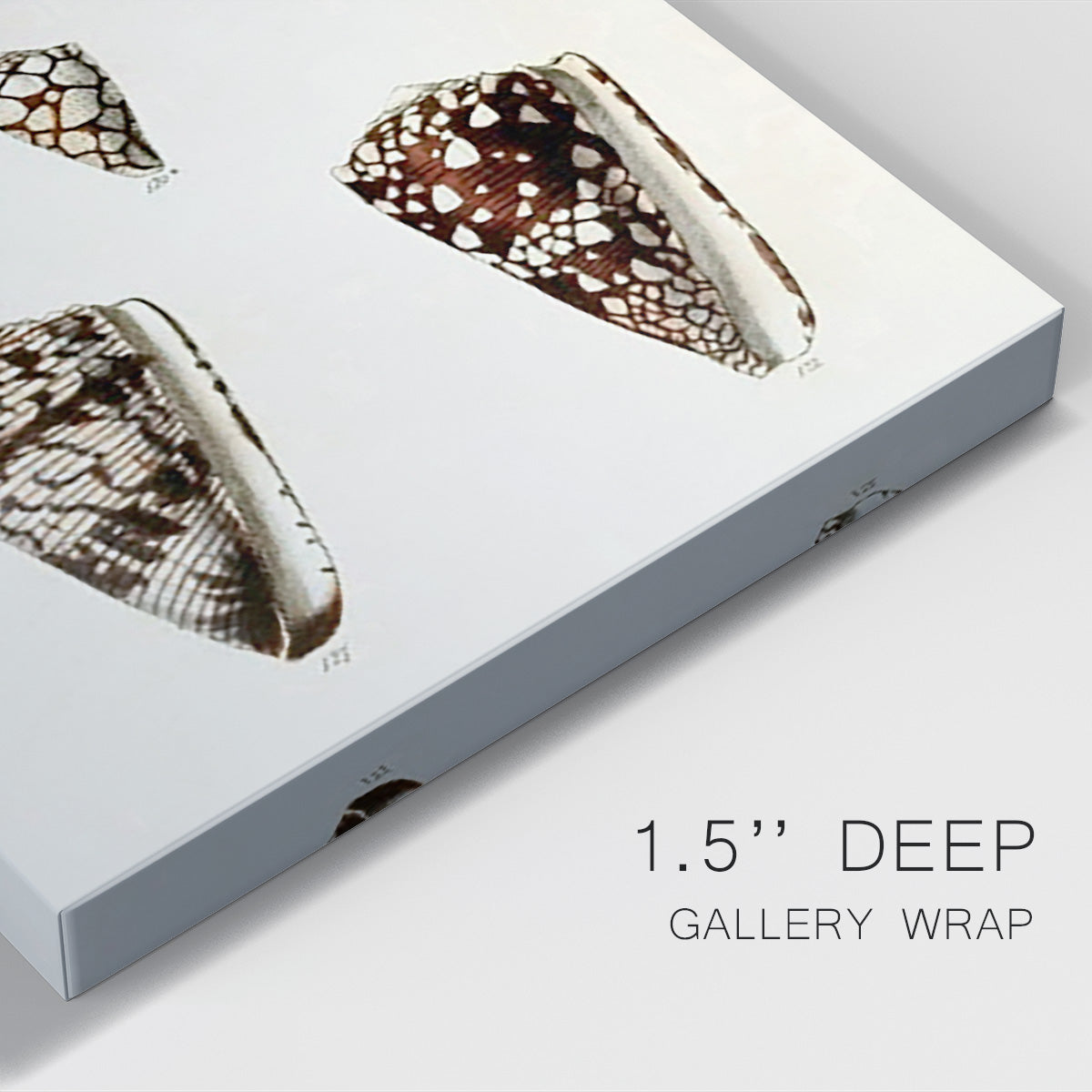 Cone Shell Collection III Premium Gallery Wrapped Canvas - Ready to Hang