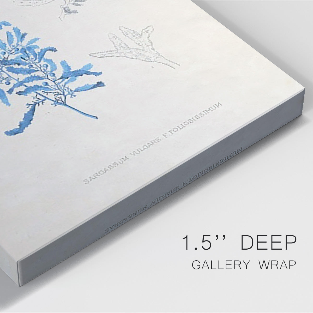 Blue Marine Algae VI Premium Gallery Wrapped Canvas - Ready to Hang