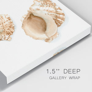 Watercolor Shells VII-Premium Gallery Wrapped Canvas - Ready to Hang