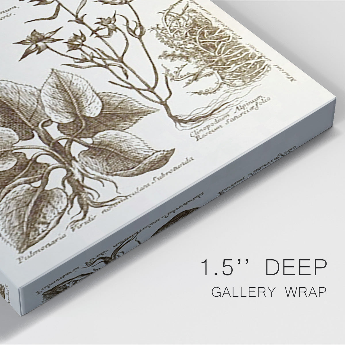 Sepia Botanical Journal VII Premium Gallery Wrapped Canvas - Ready to Hang