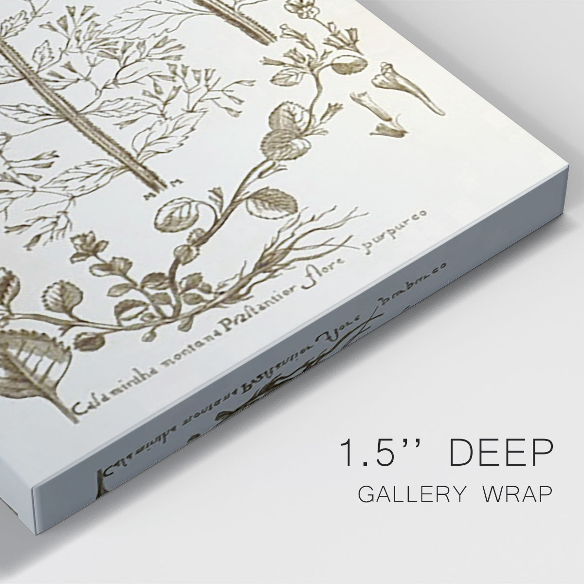 Sepia Botanical Journal V Premium Gallery Wrapped Canvas - Ready to Hang