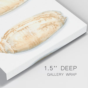 Watercolor Shells V-Premium Gallery Wrapped Canvas - Ready to Hang