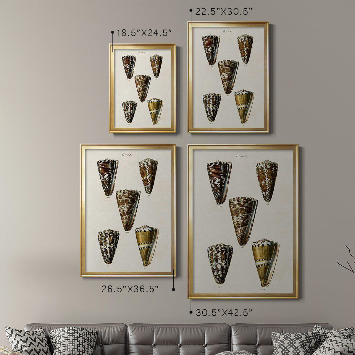 Cone Shell Collection V Premium Framed Print - Ready to Hang