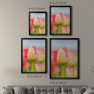 Twotone Tulip Premium Framed Print - Ready to Hang