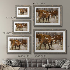 Longhorns-Premium Framed Print - Ready to Hang