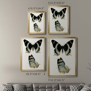 Antique Blue Butterflies I Premium Framed Print - Ready to Hang