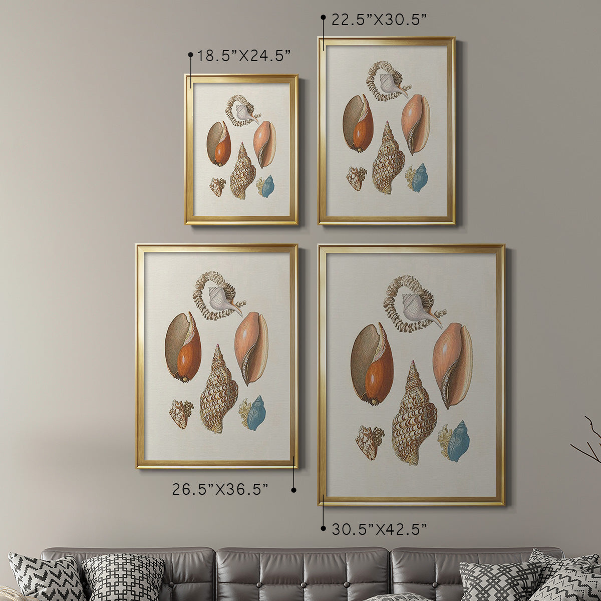 Knorr Shells & Coral I Premium Framed Print - Ready to Hang