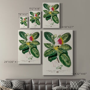 Imperial Tropical Botanical I Premium Gallery Wrapped Canvas - Ready to Hang