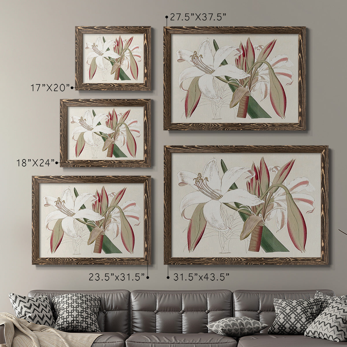 Amaryllis Varietals II-Premium Framed Canvas - Ready to Hang