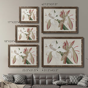 Amaryllis Varietals II-Premium Framed Canvas - Ready to Hang