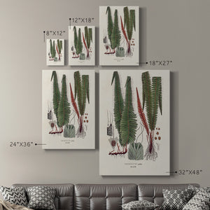 Botanical Society Ferns IV Premium Gallery Wrapped Canvas - Ready to Hang