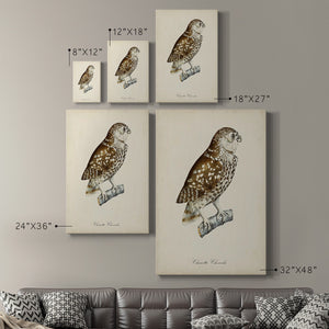 French Owls I Premium Gallery Wrapped Canvas - Ready to Hang