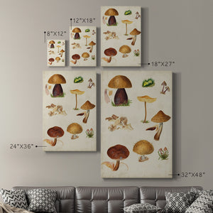Mushroom Species II Premium Gallery Wrapped Canvas - Ready to Hang