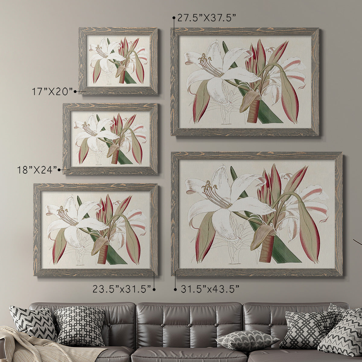 Amaryllis Varietals II-Premium Framed Canvas - Ready to Hang