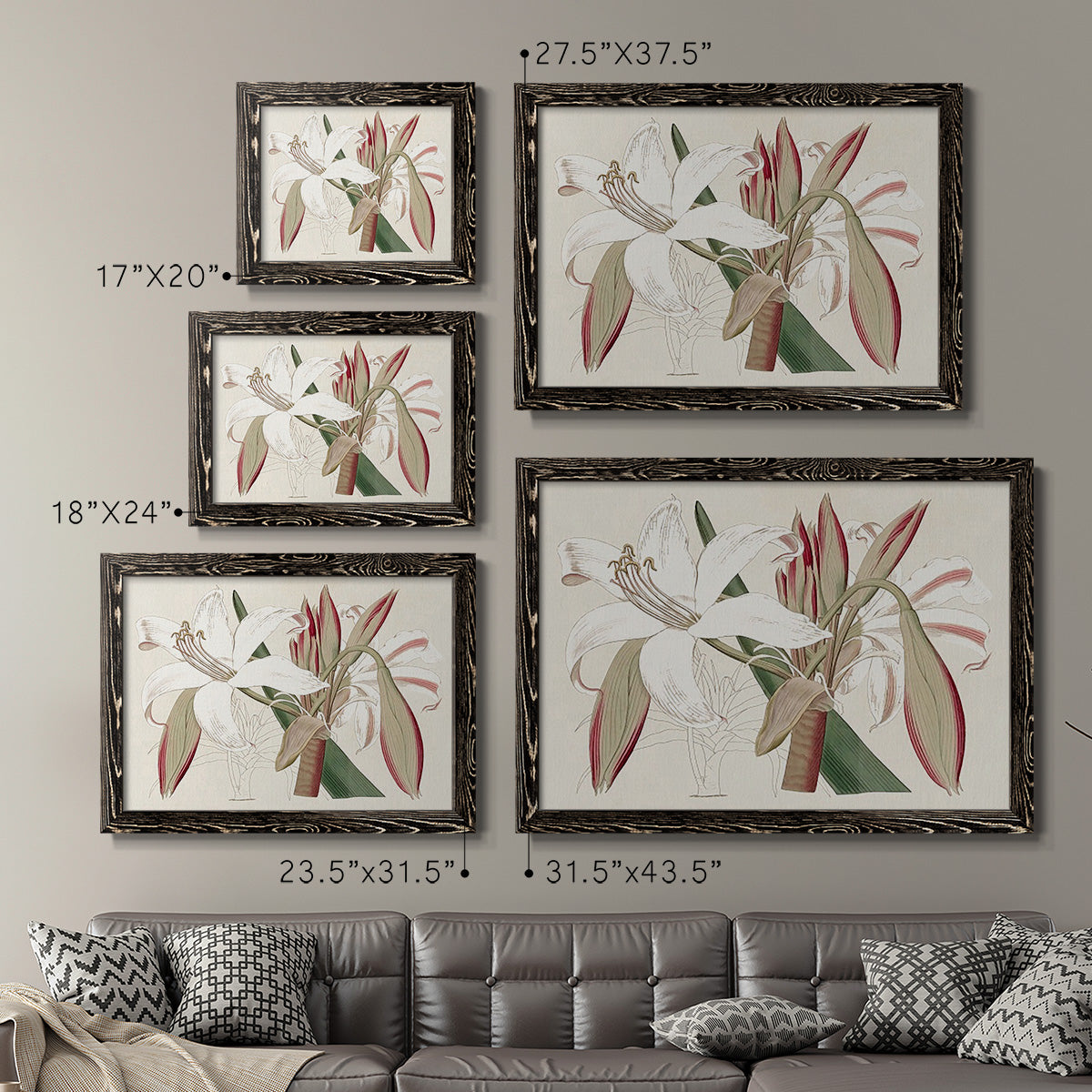 Amaryllis Varietals II-Premium Framed Canvas - Ready to Hang