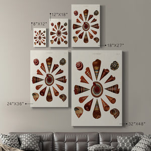 Spiral Shell Formation IV Premium Gallery Wrapped Canvas - Ready to Hang