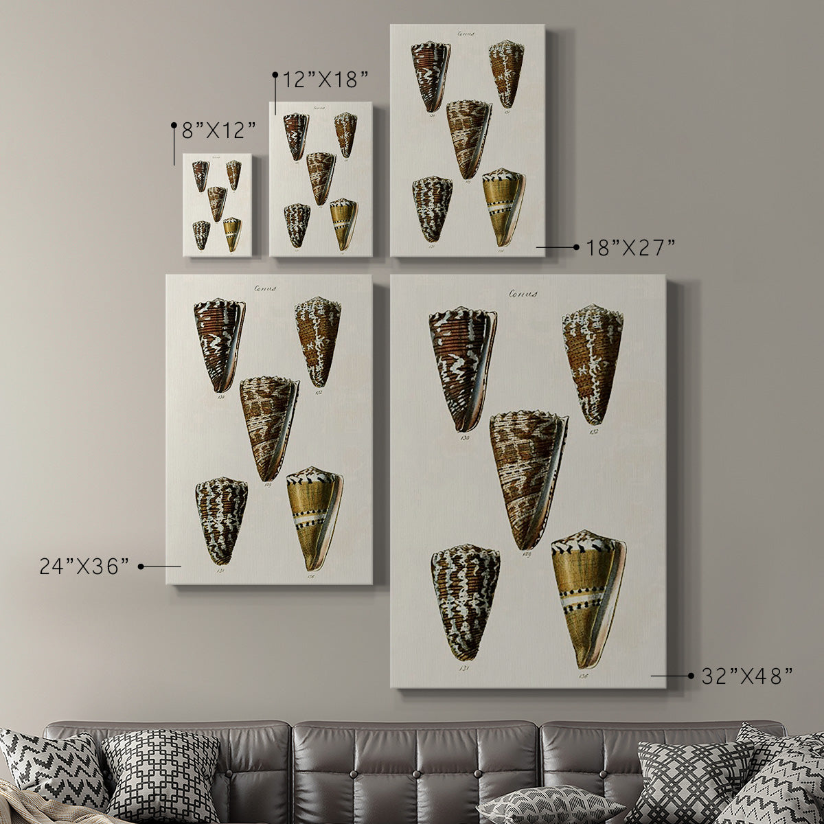 Cone Shell Collection V Premium Gallery Wrapped Canvas - Ready to Hang