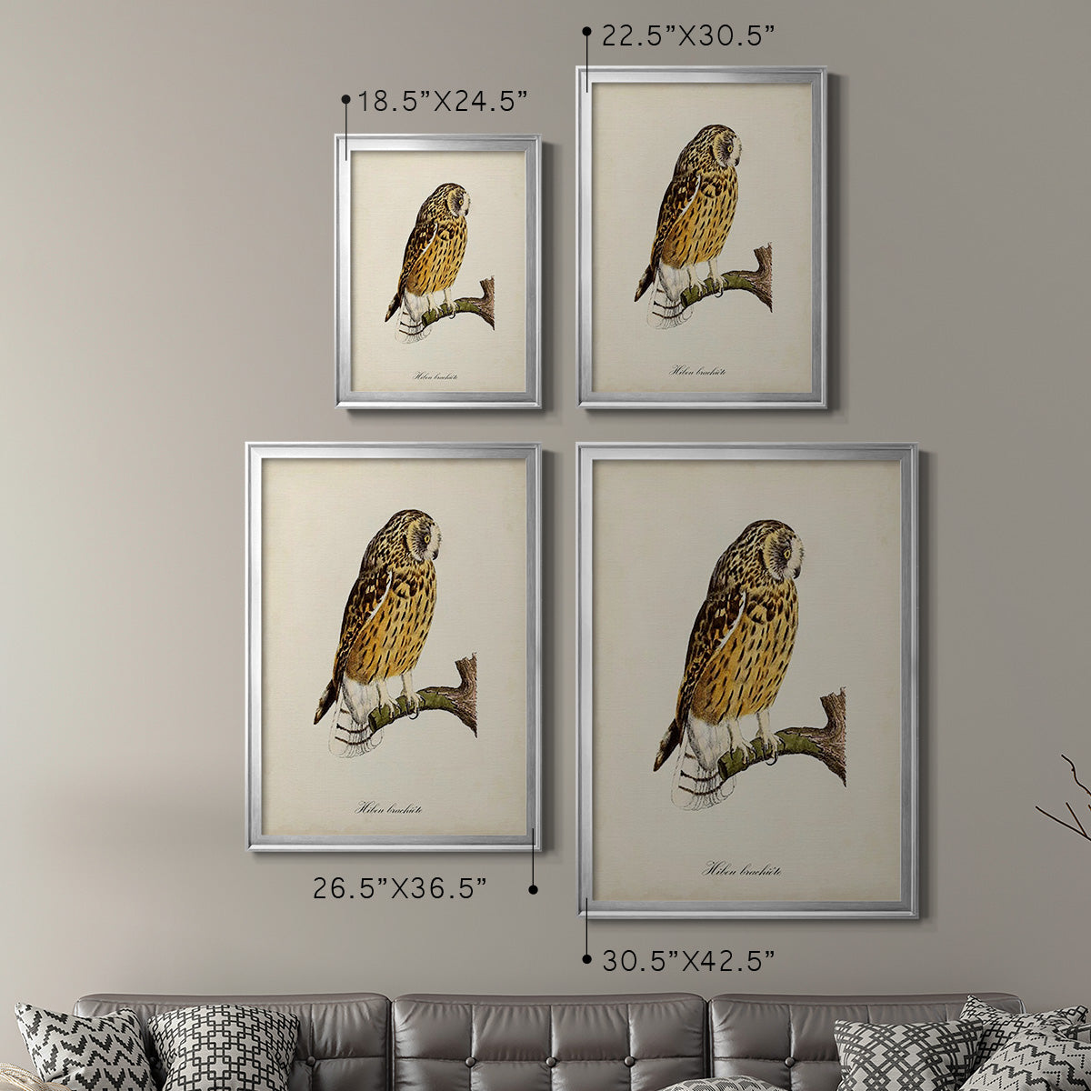 French Owls II Premium Framed Print - Ready to Hang