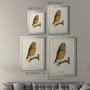 French Owls II Premium Framed Print - Ready to Hang