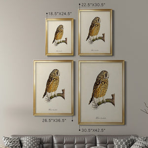 French Owls II Premium Framed Print - Ready to Hang