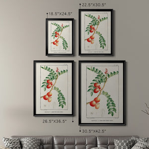 Turpin Tropical Botanicals III Premium Framed Print - Ready to Hang