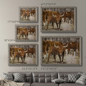 Longhorns-Premium Framed Canvas - Ready to Hang