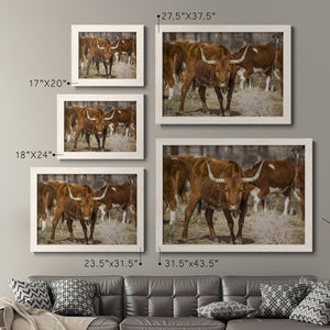 Longhorns-Premium Framed Canvas - Ready to Hang
