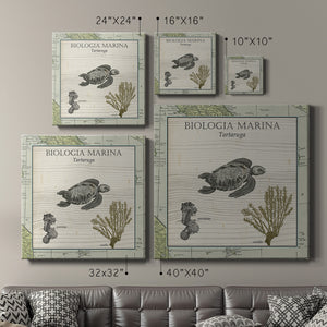 Biologia Marina IV-Premium Gallery Wrapped Canvas - Ready to Hang