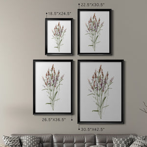 Dainty Botanical III Premium Framed Print - Ready to Hang