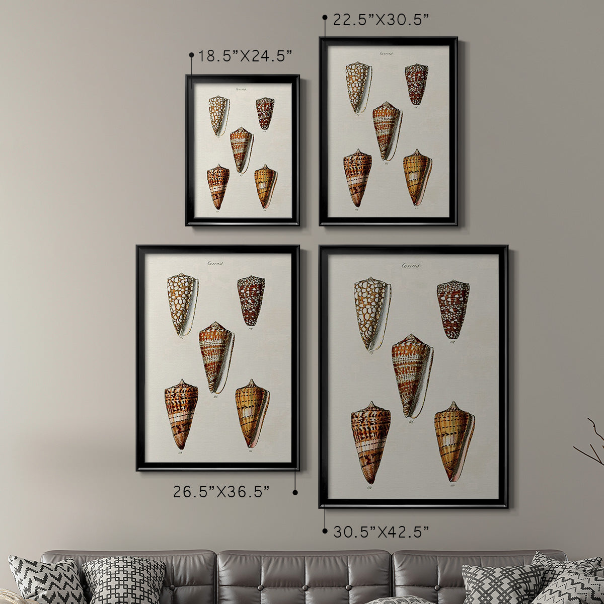 Cone Shell Collection II Premium Framed Print - Ready to Hang