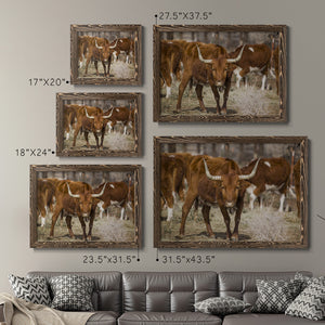 Longhorns-Premium Framed Canvas - Ready to Hang