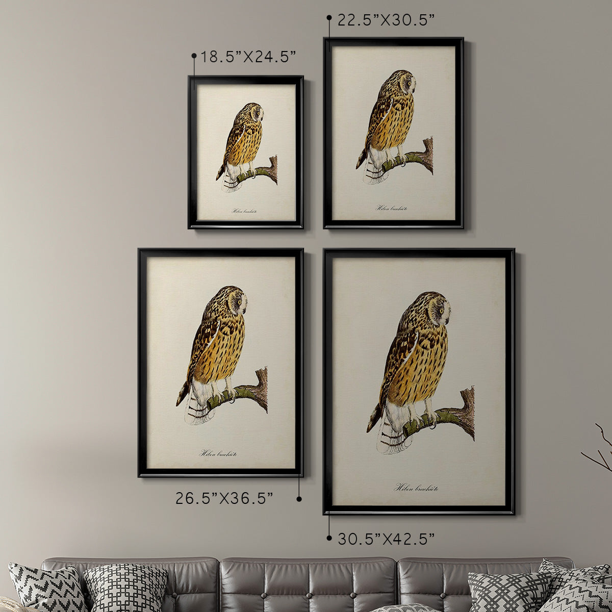 French Owls II Premium Framed Print - Ready to Hang