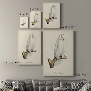 French Owls IV Premium Gallery Wrapped Canvas - Ready to Hang