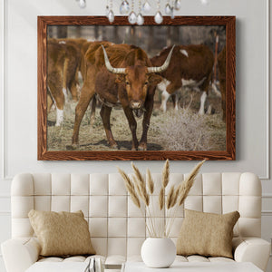 Longhorns-Premium Framed Canvas - Ready to Hang