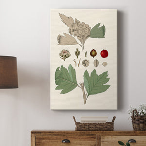 Leaves & Berries IV Premium Gallery Wrapped Canvas - Ready to Hang