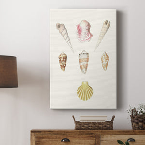 Pastel Knorr Shells I Premium Gallery Wrapped Canvas - Ready to Hang