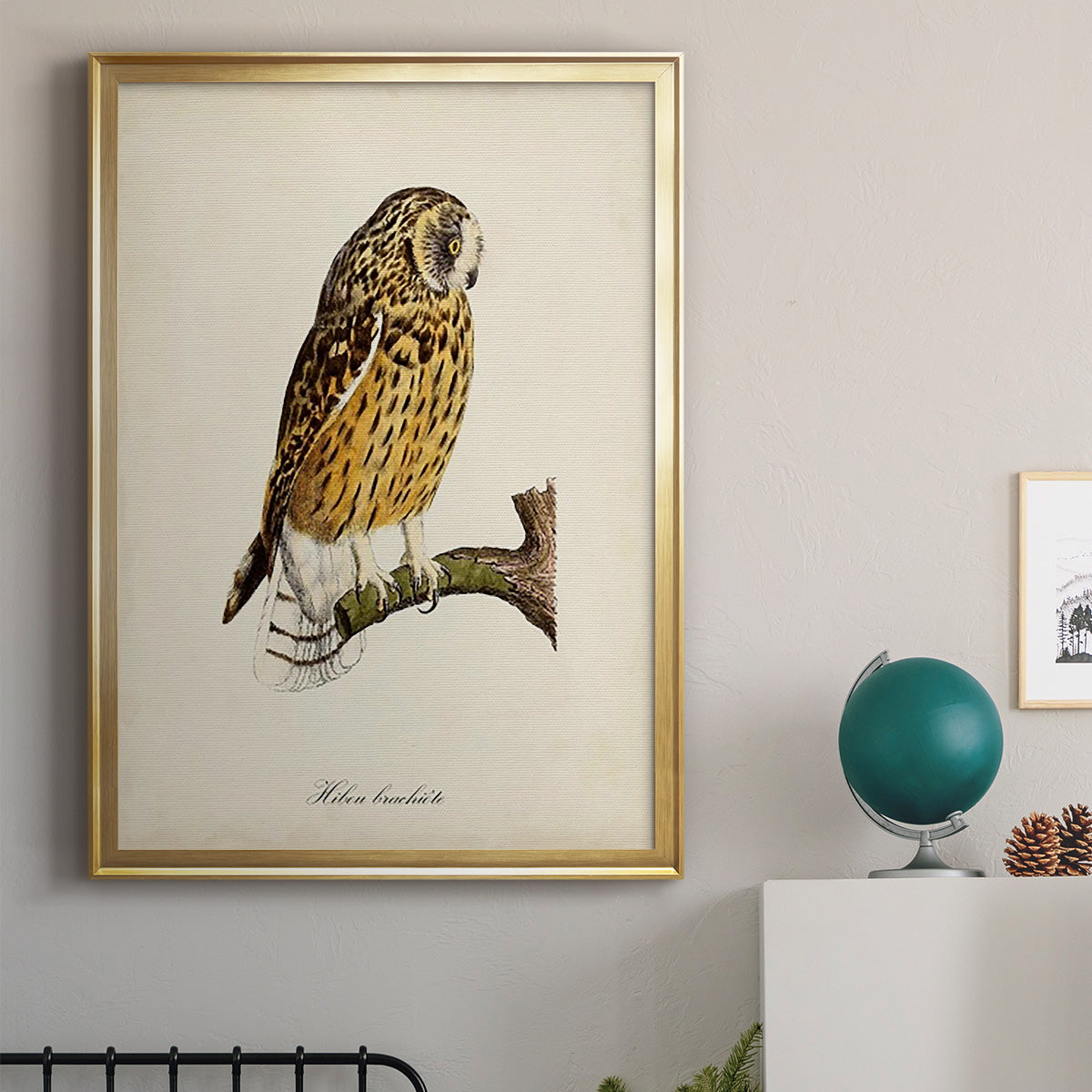 French Owls II Premium Framed Print - Ready to Hang