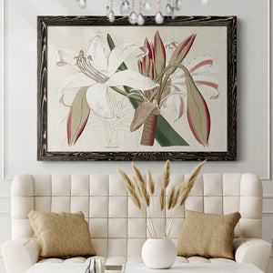 Amaryllis Varietals II-Premium Framed Canvas - Ready to Hang