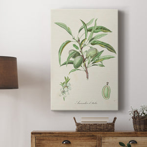 Antique Almond Botanical III Premium Gallery Wrapped Canvas - Ready to Hang