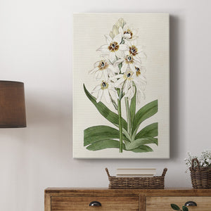 Flore Albo I Premium Gallery Wrapped Canvas - Ready to Hang