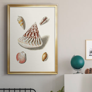Pastel Knorr Shells VII Premium Framed Print - Ready to Hang
