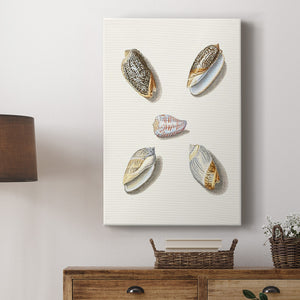 Pastel Knorr Shells III Premium Gallery Wrapped Canvas - Ready to Hang