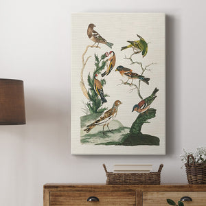 Antique Birds in Nature I Premium Gallery Wrapped Canvas - Ready to Hang
