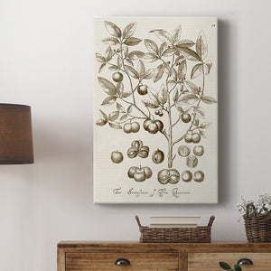 Sepia Botanical Journal II Premium Gallery Wrapped Canvas - Ready to Hang