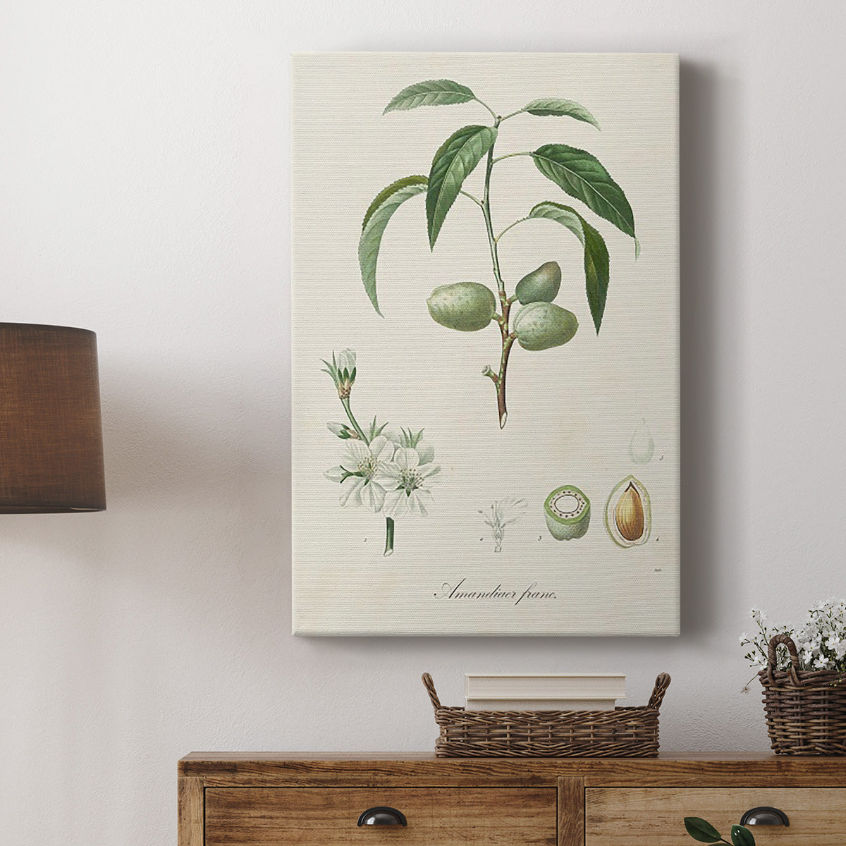 Antique Almond Botanical I Premium Gallery Wrapped Canvas - Ready to Hang
