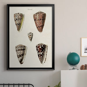 Cone Shell Collection III Premium Framed Print - Ready to Hang