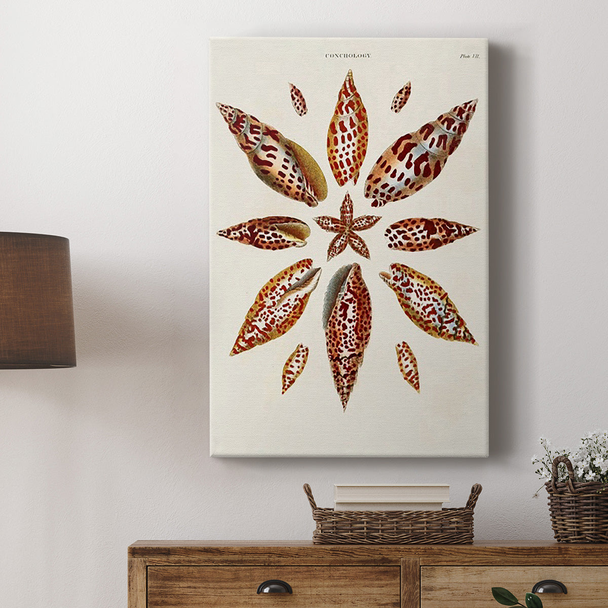 Spiral Shell Formation I Premium Gallery Wrapped Canvas - Ready to Hang